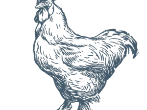 Yardbird Chicken Plucker rental